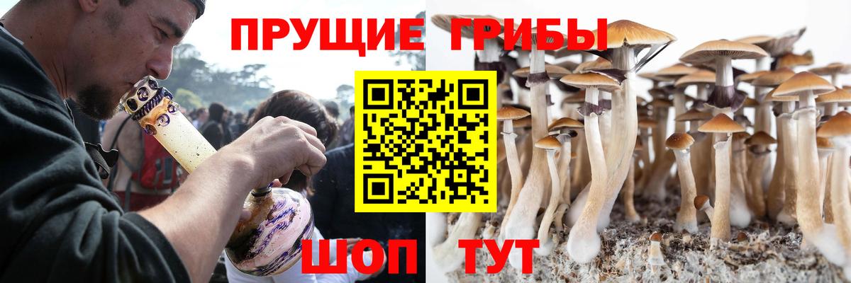 Галлюциногенные грибы Psilocybe Кимовск